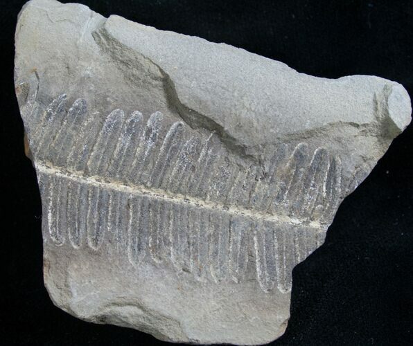 Million Year Old Fern Fossil #7850